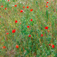 Blooming poppy. Beautiful field with blooming poppies as symbol of memory war and anzac day in summer. Wildflowers blooming poppy field landscape. Square