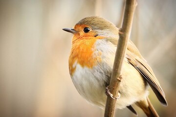 robin on a branch