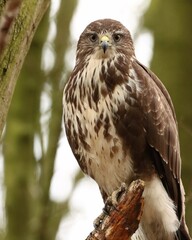 Buzzard