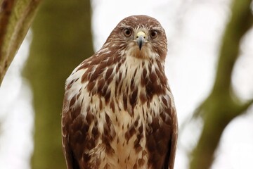 Buzzard