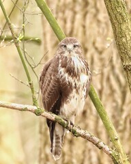 Buzzard
