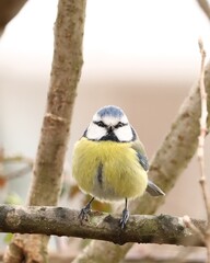 great tit