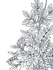Branches and fruits of mountain ash. Background illustration. Hand drawing outline. Flowering of garden plants. Abstract plant picture. Vector