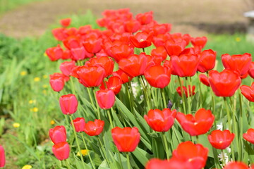 Obraz premium tulips in the garden, blooming tulips