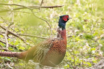 pheasant male in the grass
