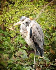 grey heron ardea cinerea