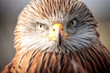portrait of an eagle