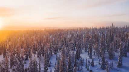 Aerial view from drone of snowy pines of endless coniferous forest trees in Lapland National park, bird’s eye scenery  view of natural landmark in Riisitunturi on winter season at sunset golden light