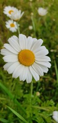 Obraz premium white daisy flower