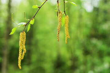 birch catkins, birch, spring leaves