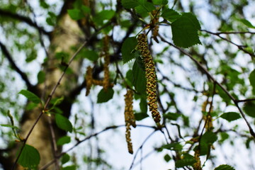 birch catkins, birch, spring leaves
