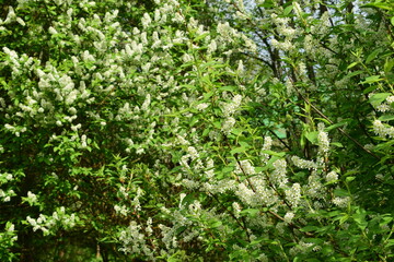 Fototapeta na wymiar blooming bird cherry, flowers on a branch