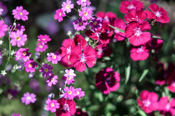 Fototapeta premium ピンクの花