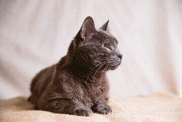 closeup of blind carthusian cat, cute blind stray kitten disabled cat without eyes