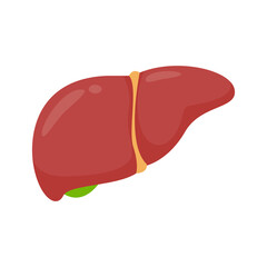 Liver icon. The liver is the human internal organ that helps filter toxins and waste from the body.