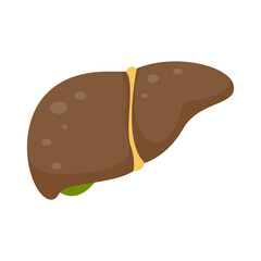 Liver icon. The liver is the human internal organ that helps filter toxins and waste from the body.