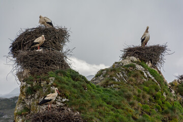 several white storks on their nests on a cloudy day
