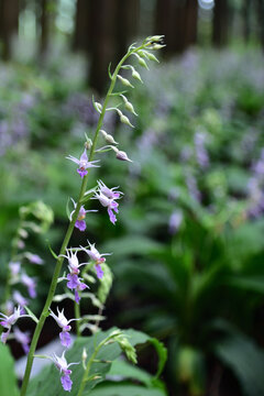 Calanthe reflexa, flower bed in forest