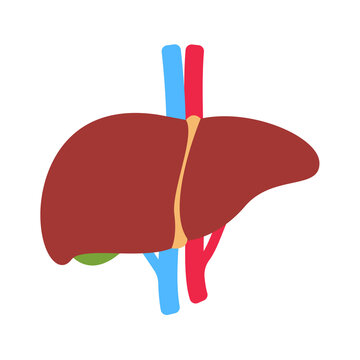 Liver icon. The liver is the human internal organ that helps filter toxins and waste from the body.