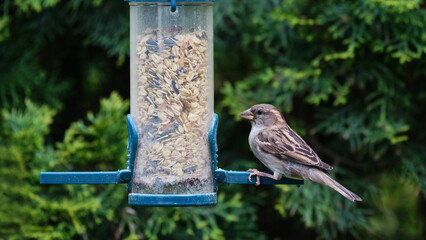 sparrow at a feed silo