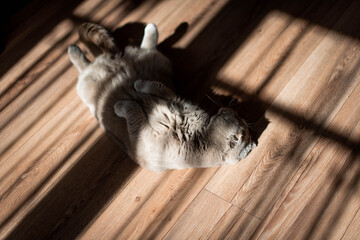 Lovable Scottish Fold Cat. lying on the back on floor at home. Beauty creative shadows.