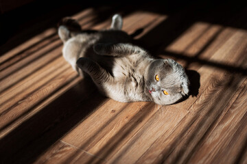 Obraz premium Lovable Scottish Fold Cat. lying on the back on floor at home. Beauty creative shadows.