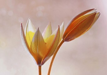 Fototapeta premium Kwiaty Tulipany zolte botaniczne Tarda. 