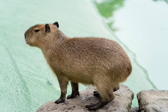 カピパラ Images – Browse 412 Stock Photos, Vectors, and Video