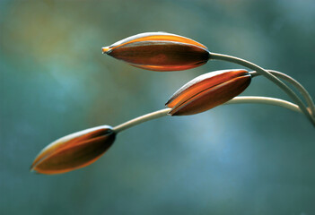 Naklejka premium Tulipany botaniczne 