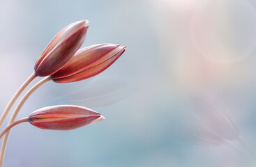 Obraz premium Tulipany botaniczne 