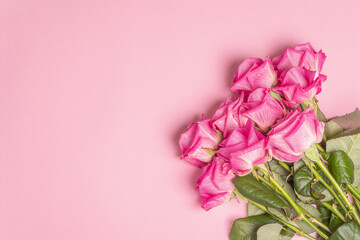 A bouquet of gentle pink roses isolated on rosy background
