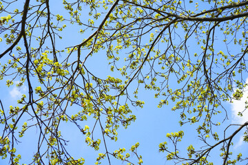 branches against sky