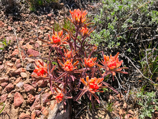 Red wild flowers in spring, California