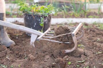 A farmer in rubber overshoes digs up the ground with a ripper shovel. Miracle shovel for loosening the soil in the field
