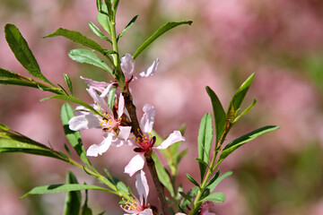 Dwarf almond (prunus tenella) in bloom