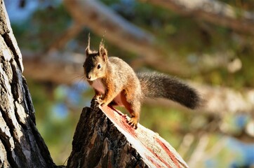 Cute squirrel standing on the tree in the wood