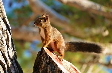 Cute squirrel standing on the tree in the wood