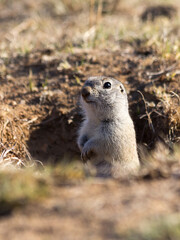Naklejka na ściany i meble Cute Gopher or Ground squirrel looking out from his hole. Wildlife or Earth Day concept.