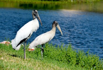 Two Wood Storks in the wild by the water's edge background
