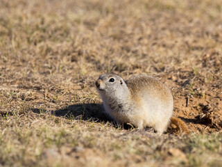 Naklejka na ściany i meble Cute Gopher or Ground squirrel on the field. Wildlife or Earth Day concept.