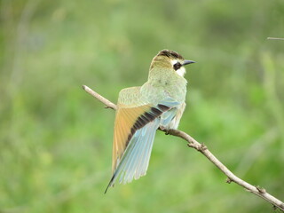 Birds in their natural habitat of Eritrea
