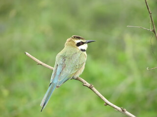 Birds in their natural habitat of Eritrea