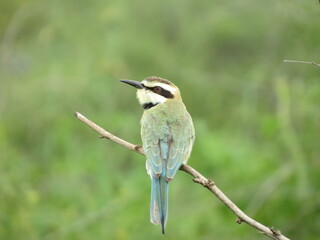 Birds in their natural habitat of Eritrea