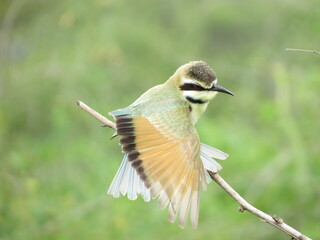 Birds in their natural habitat of Eritrea