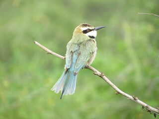 Birds in their natural habitat of Eritrea