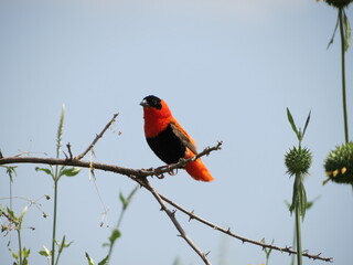 Birds in their natural habitat of Eritrea