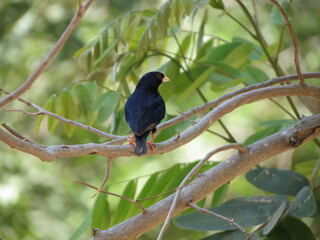 Birds in their natural habitat of Eritrea