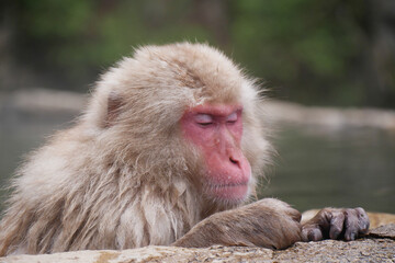 Monkey in hot-spring (Famous Snow Monkey in Early Summer) 