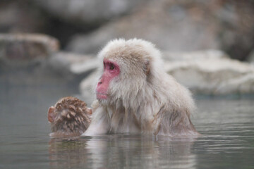 Monkey in hot-spring (Famous Snow Monkey in Early Summer) 