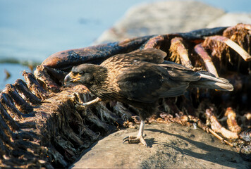 Caracara austral, Caracara de Forster,. Phalcoboenus australis, Striated Caracara, Johnny Rook,...